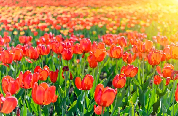 Lindas flores de primavera — Fotografia de Stock