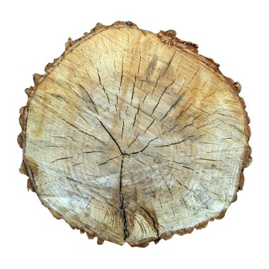 sawed ağaç izole kesmek 