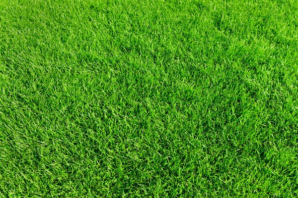 Green grass texture or background — Stock Photo, Image