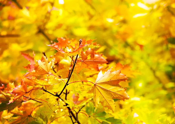 Hösten hösten bakgrund — Stockfoto