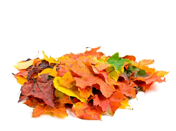 Autumn leaves isolated — Stock Photo, Image