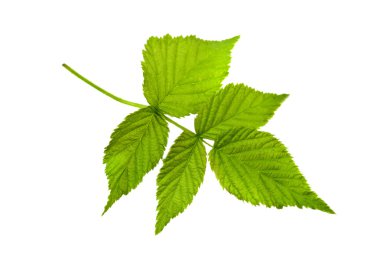 Ahududu Yaprağı izole