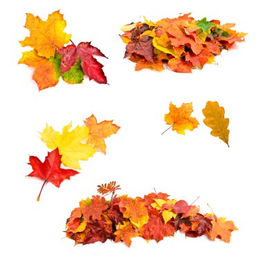 Collection sonbahar yaprakları 