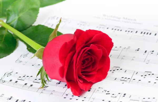 Red rose over Wedding March musical notes Stock Image