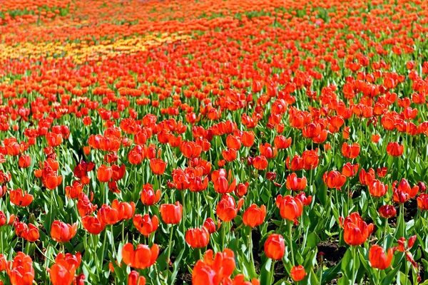 Campo de tulipas — Fotografia de Stock