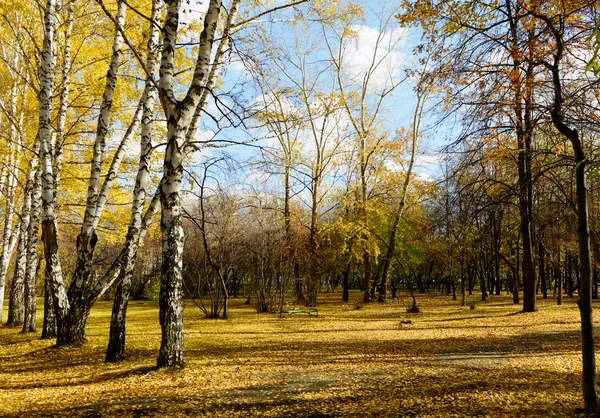 Herbstpark — Stockfoto