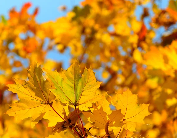 Осенние листья — стоковое фото