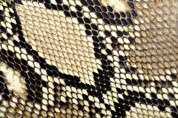 Змеиная кожа
