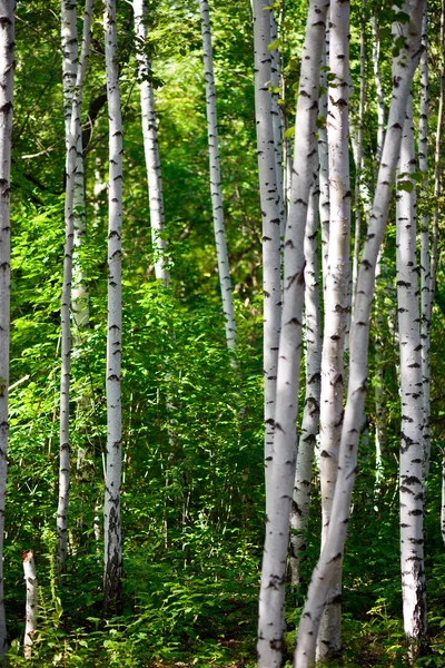 Berk bos — Stockfoto