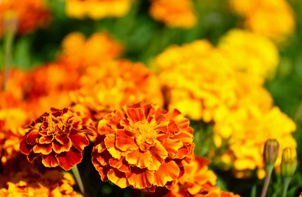 Marigold flower — Stock Photo, Image