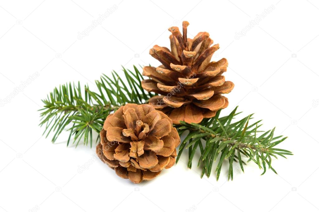  pine cones with branch