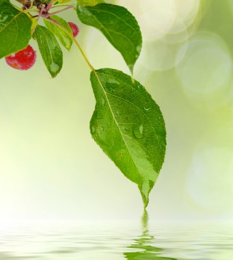 Su damlalı yeşil yaprak