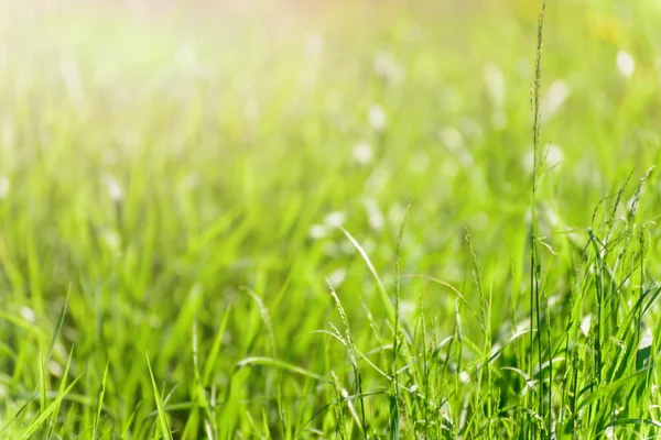 Fondo de hierba verde — Foto de Stock