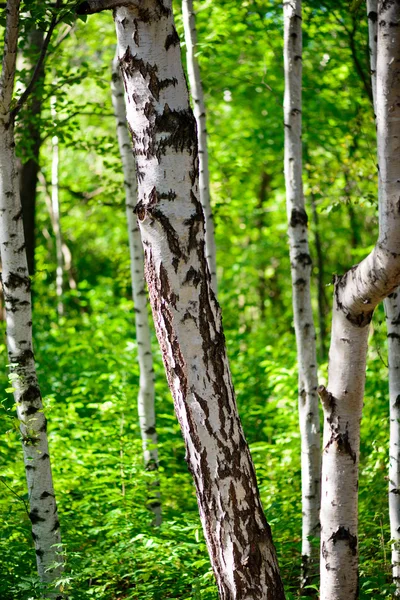 Birch — Stock Photo, Image