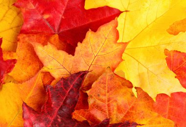 Sonbahar sonbahar yaprakları arka plan