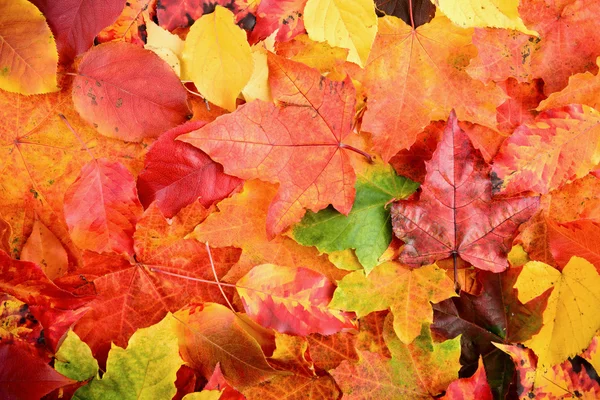 Autumn Fall leaves background — Stock Photo, Image