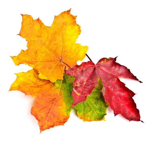 Set collection colorful autumn fall leaves — Stock Photo, Image