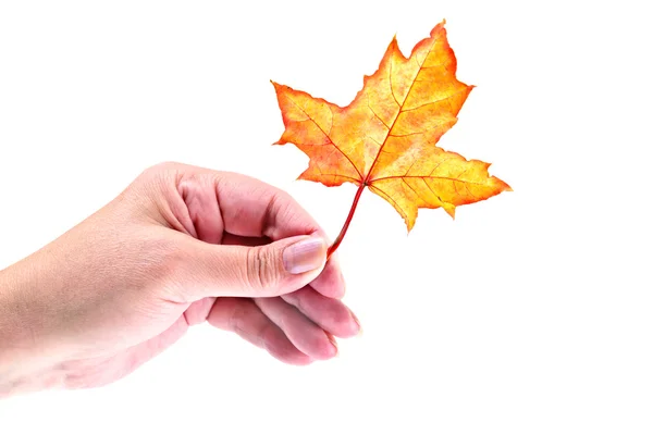 Herbstblatt in Frauenhand — Stockfoto
