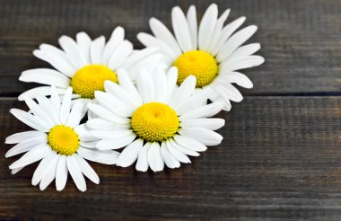 Papatya papatya çiçek makro