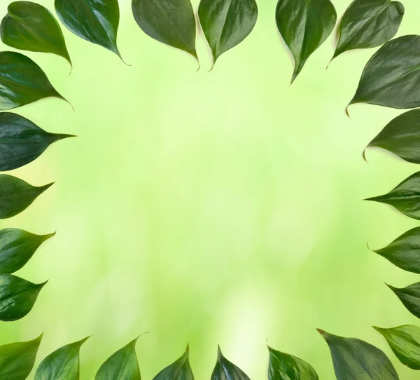 Groene bladeren blad-rand — Stockfoto