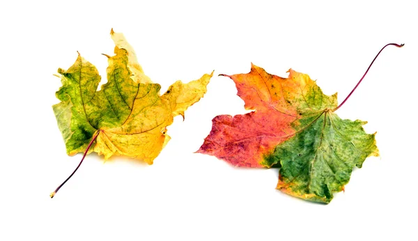 Colorful Fall leaves — Stock Photo, Image