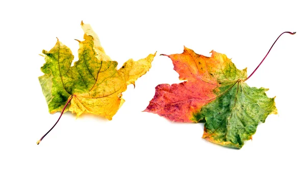 Bunte Herbstblätter — Stockfoto