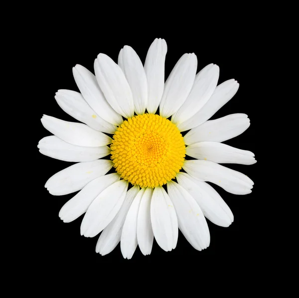 Daisy Kamilla virág makró — Stock Fotó