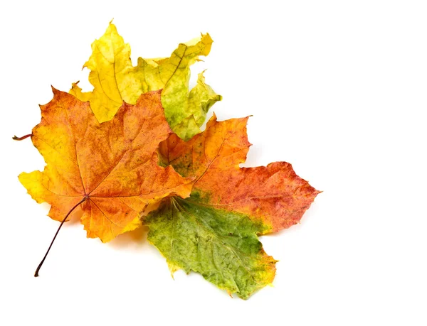 Colorful Fall leaves — Stock Photo, Image