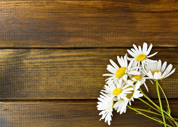 Kamille madeliefjebloemen — Stockfoto