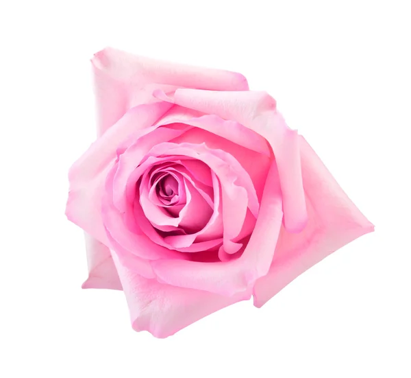 Rosa perfeito rosa — Fotografia de Stock