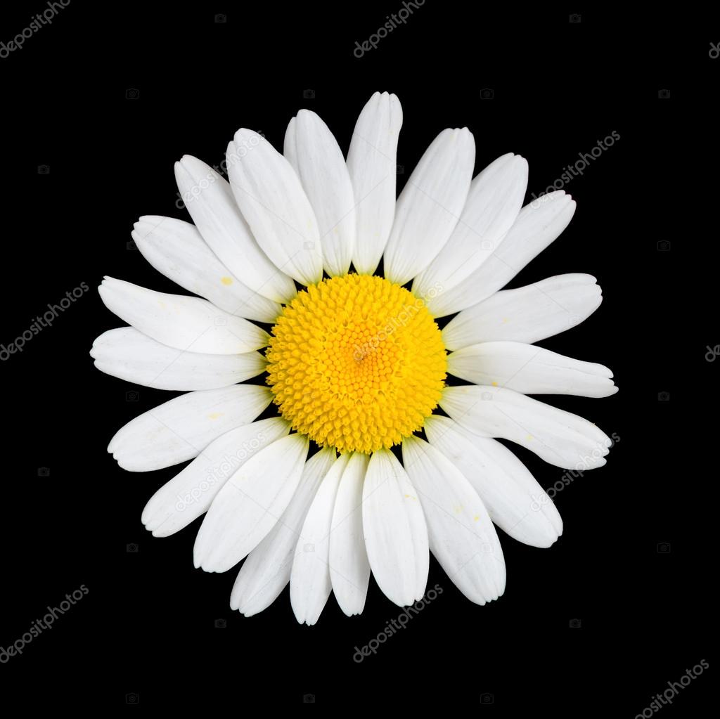 Daisy  chamomile flower macro