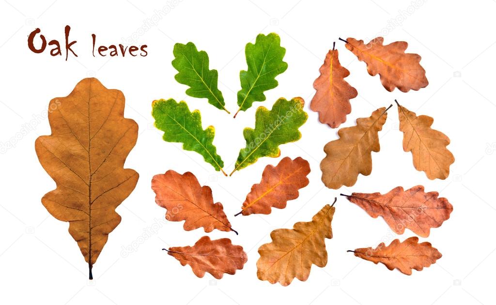 Oak leaves fall and green collection