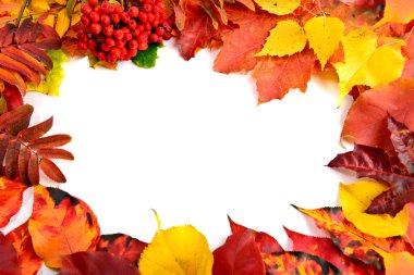 arka plan sonbahar yaprakları