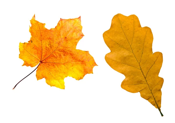 Lönn och Ek fall blad — Stockfoto