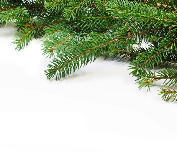 Christmas evengreen pine tree branches — Stock Photo, Image