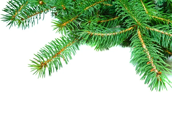 Christmas evengreen pine tree branches — Stock Photo, Image