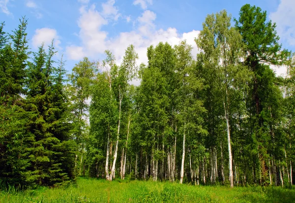 Zomer bos — Stockfoto