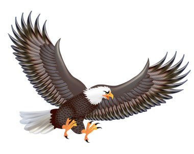 Uçuş üzerinde izole güçlü predator kartal çizimi 