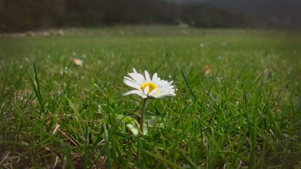 Ein einsames Gänseblümchen auf einem Feld — Stockvideo