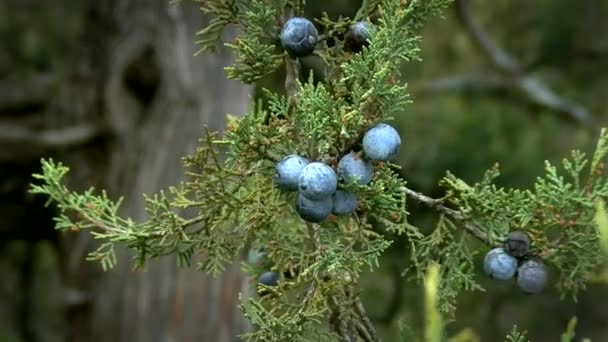 Juniper branch with berries — Stock Video