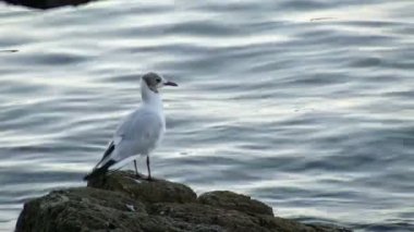 Martı kayada suya benziyor