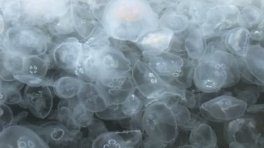 Denizanası yakın çekim