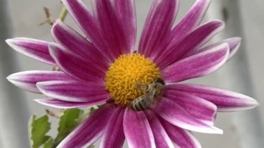 Güzel bir çiçek bir arı pollinates