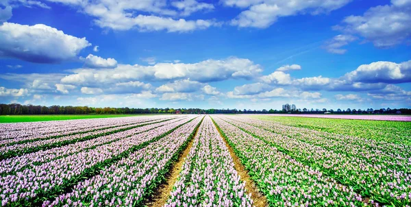 Güzel mor laleler alanında satır. Hollanda. — Stok fotoğraf