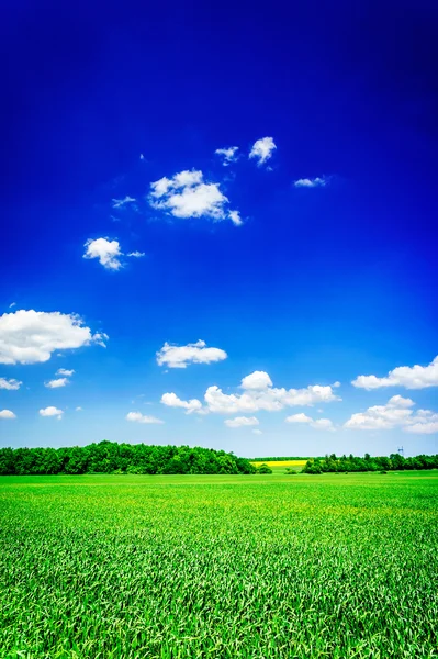 Spannende gebied van groene tarwe door lente. — Stockfoto