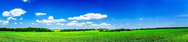 Amplio campo de trigo verde en primavera . — Foto de Stock