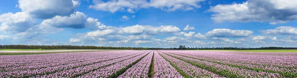 Magnífico campo de tulipanes en Holanda . — Foto de Stock