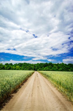 Bahar tarafından yeşil buğday heyecan verici alan.
