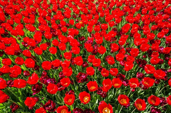 Υπέροχη θέα από τουλίπες σε κήπους του Keukenhof. — Φωτογραφία Αρχείου