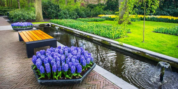 Blomrabatter och bänk i färgglada våren trädgården Keukenhof. N Stockbild